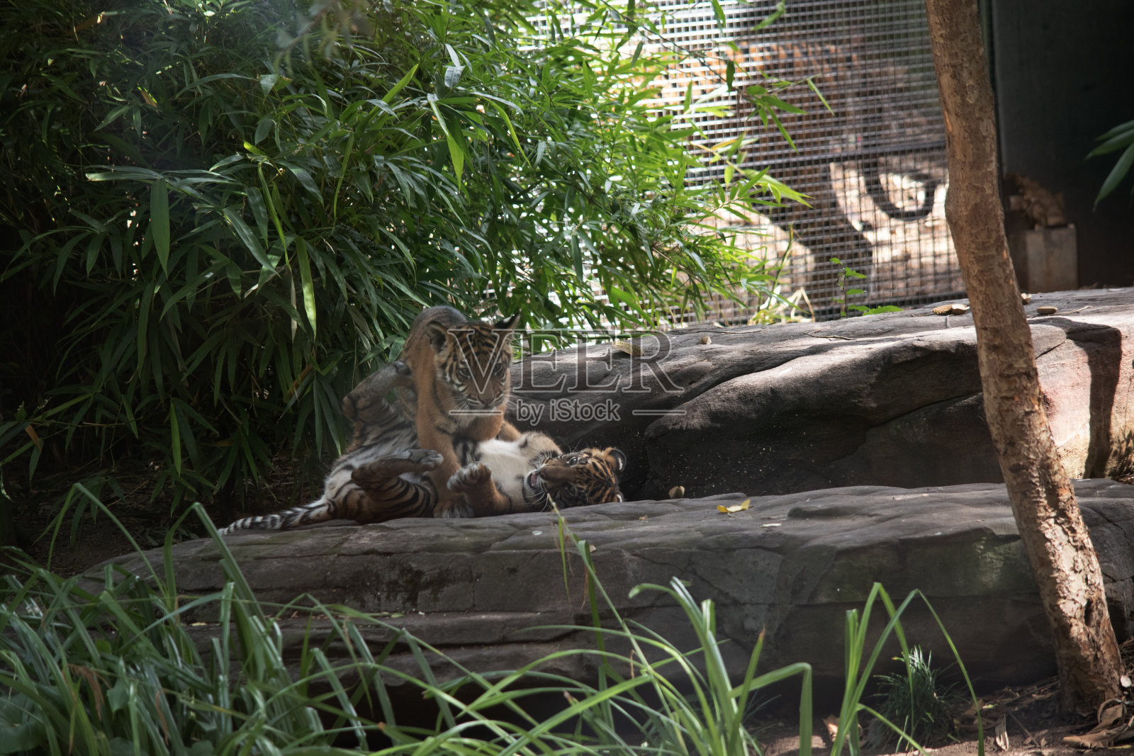 幼虎照片摄影图片