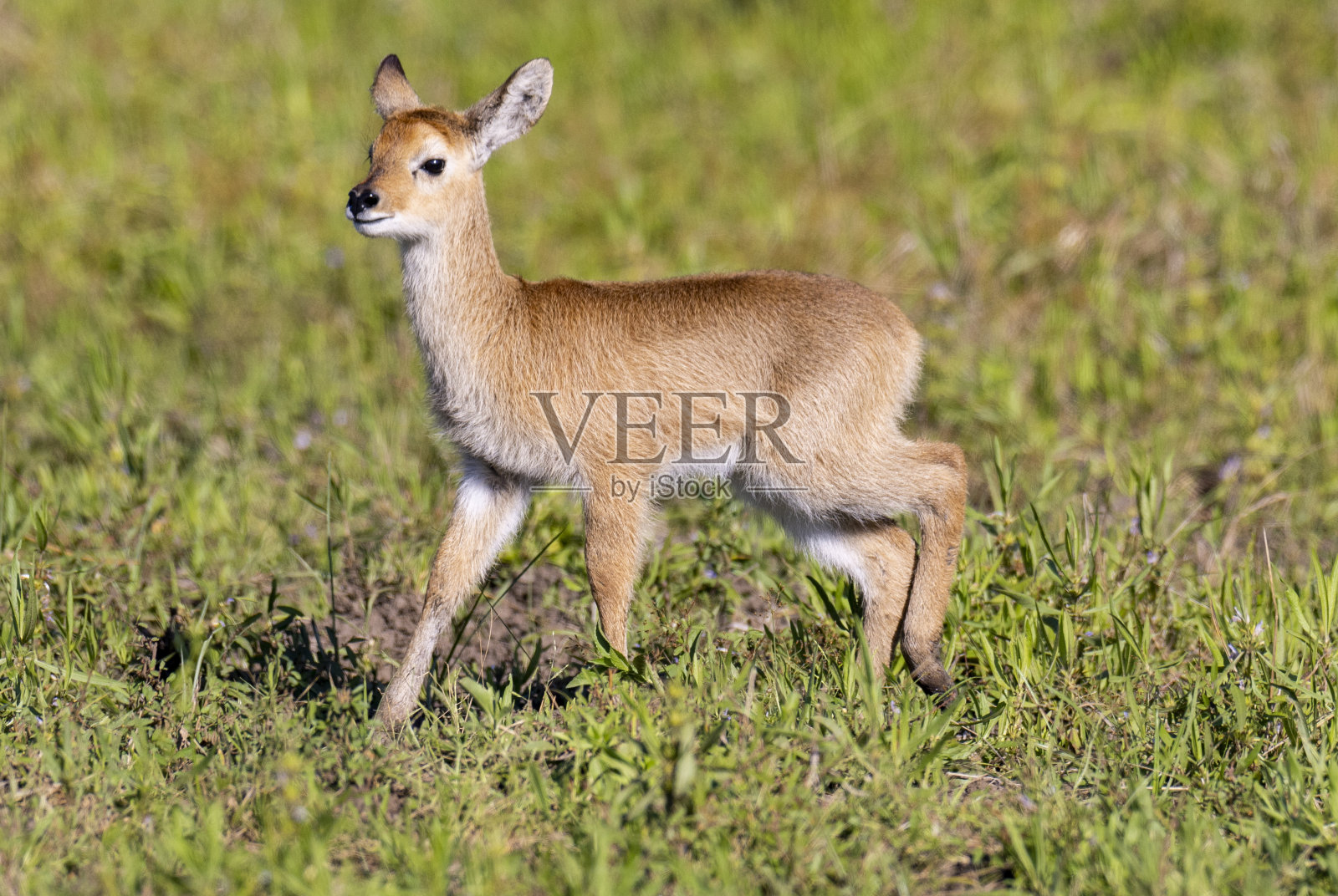 在非洲自然丛林栖息地觅食的普库小鹿照片摄影图片