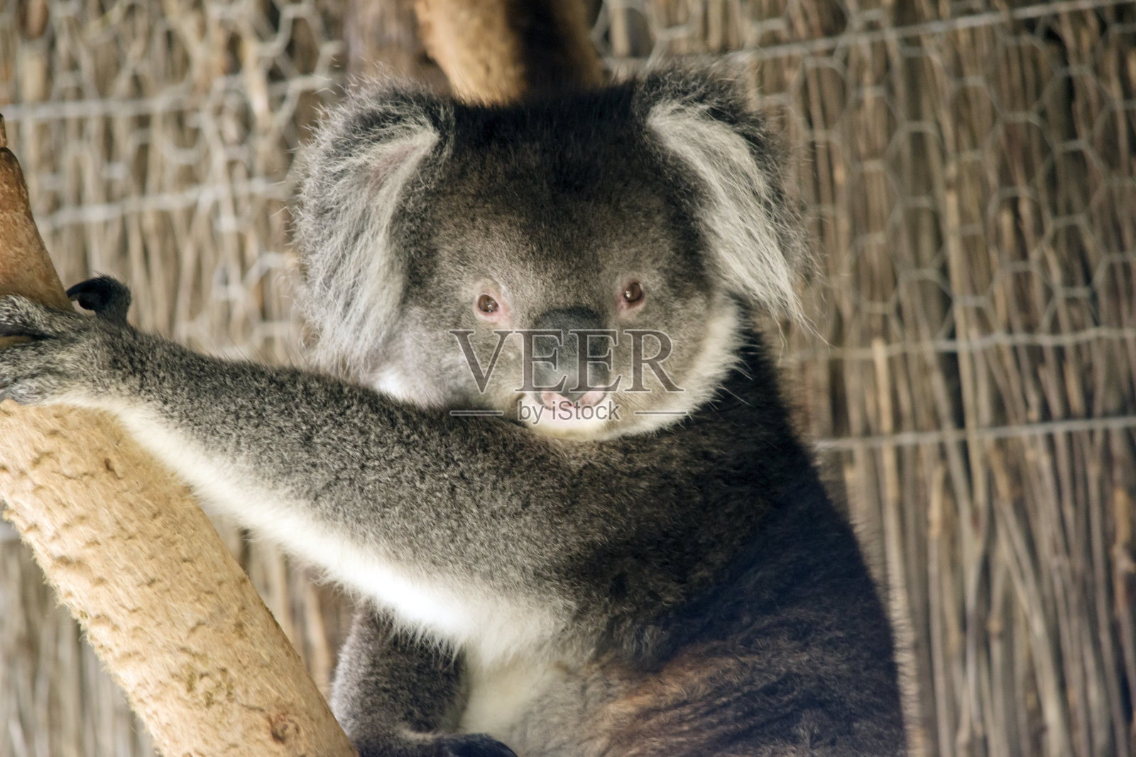 这是考拉的近照照片摄影图片
