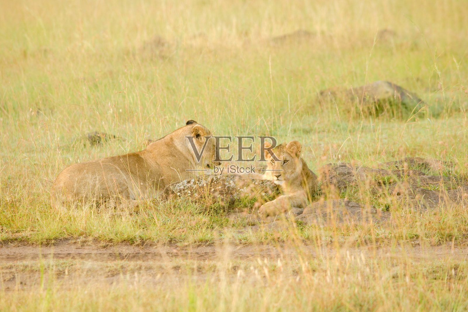 野外的非洲狮照片摄影图片