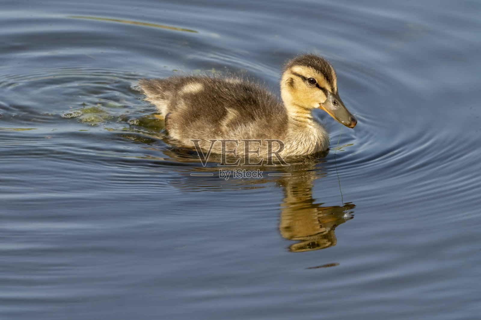 戈斯福斯公园自然保护区的湖上一只绿头鸭照片摄影图片