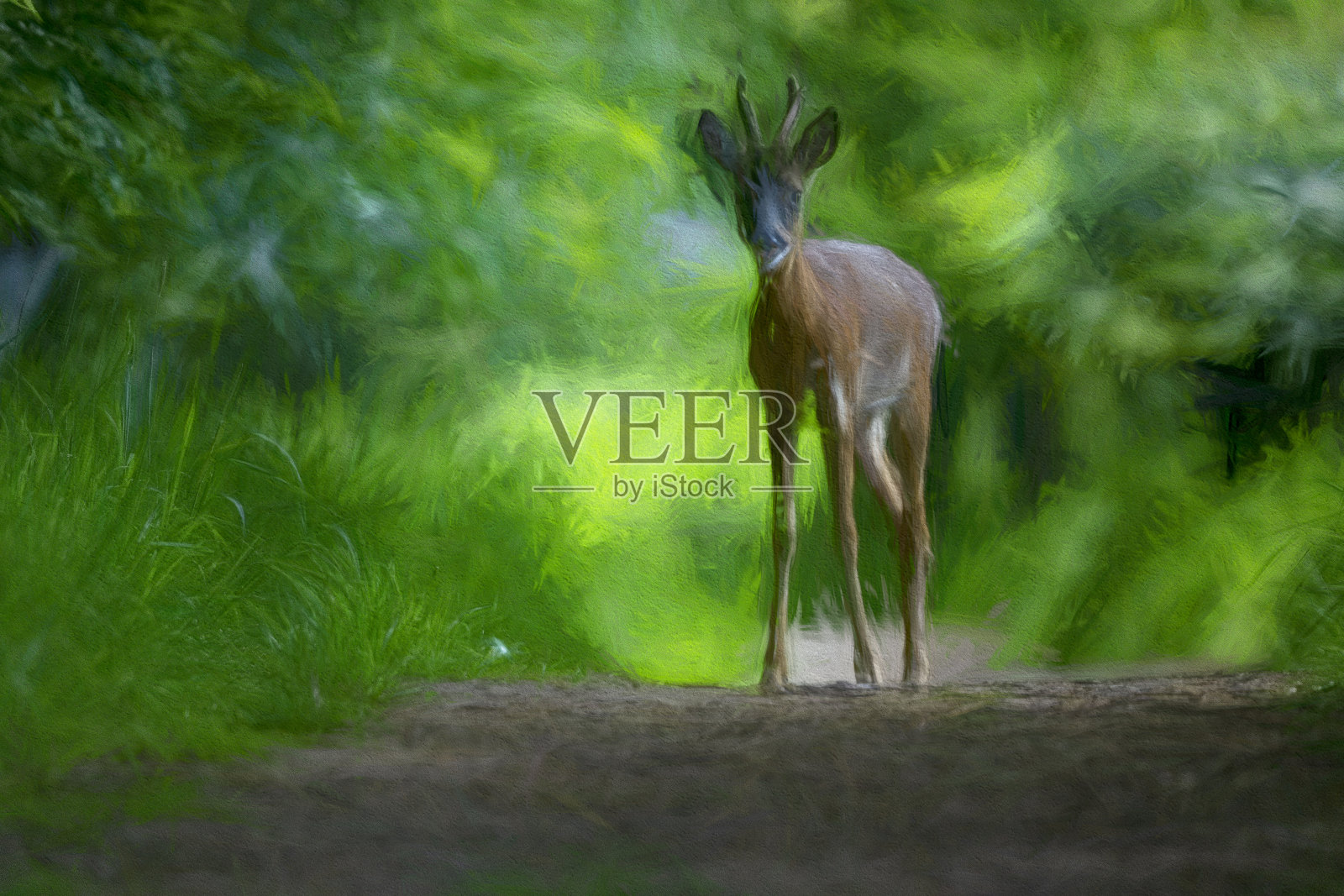 在戈斯福斯公园自然保护区的一条小路上的狍照片摄影图片