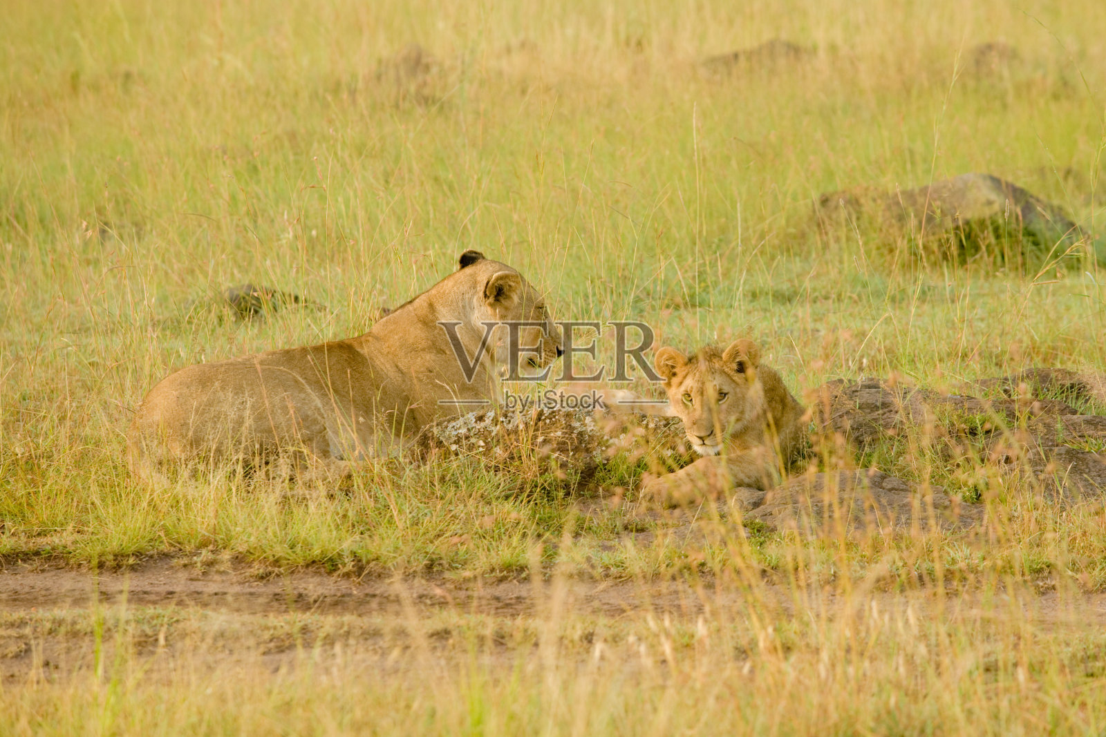 大草原上的非洲狮照片摄影图片