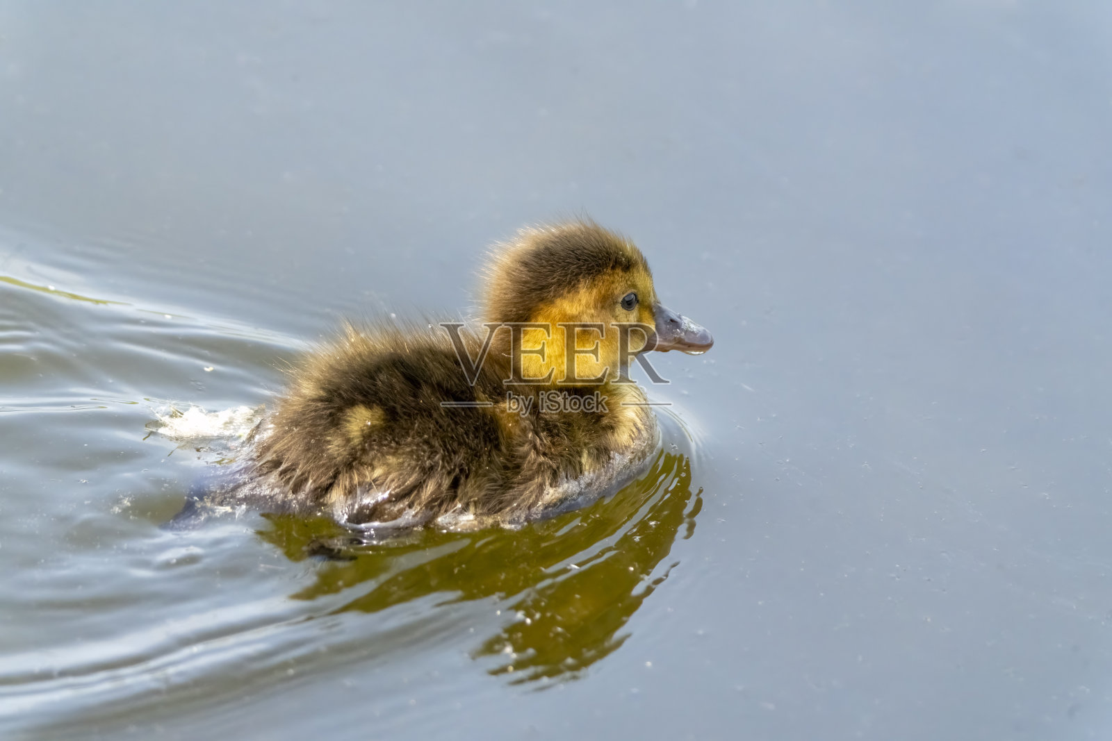 在戈斯福斯公园自然保护区的湖面上，一只潜鸭照片摄影图片