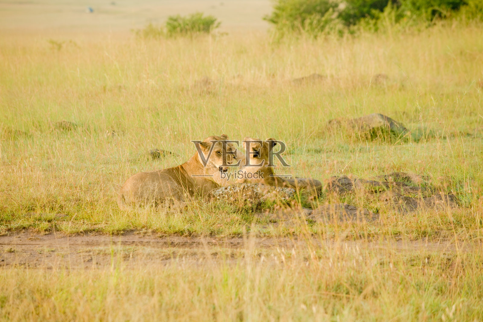 大草原上的非洲狮照片摄影图片