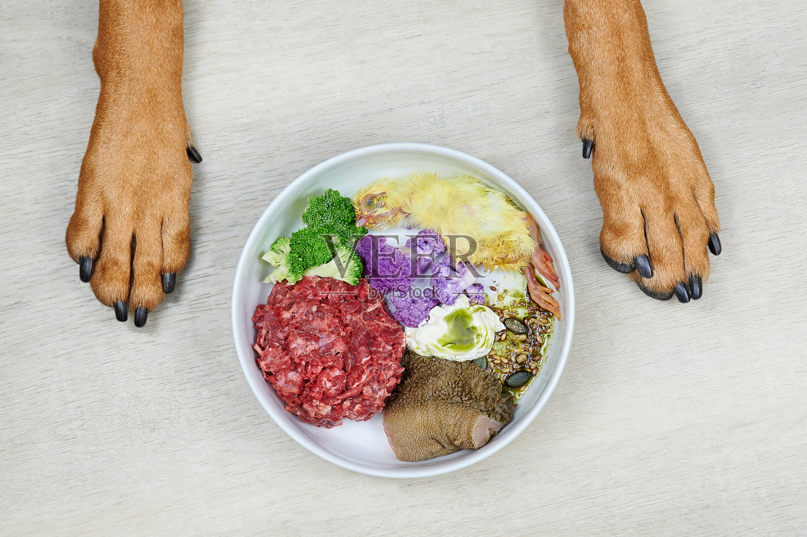 给狗喂食天然生食。鲜肉，鸡肉，牛肚，蔬菜，种子和油在白碗和狗爪照片摄影图片