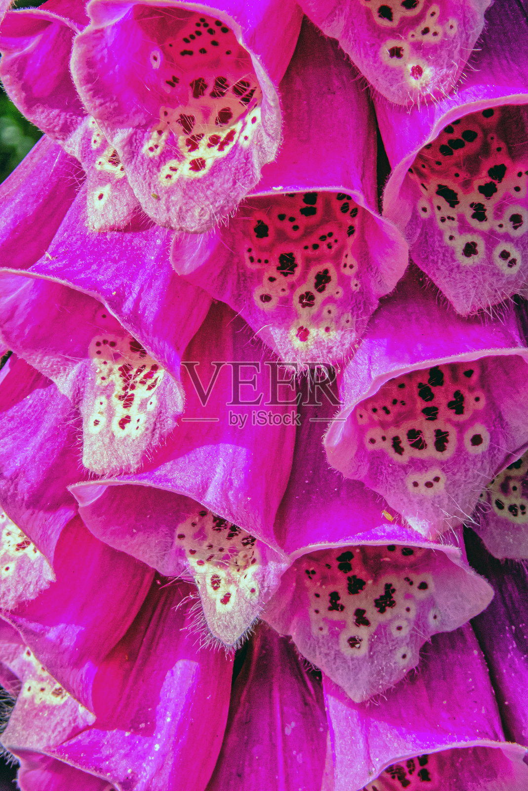 洋地黄，毛地黄，照片摄影图片