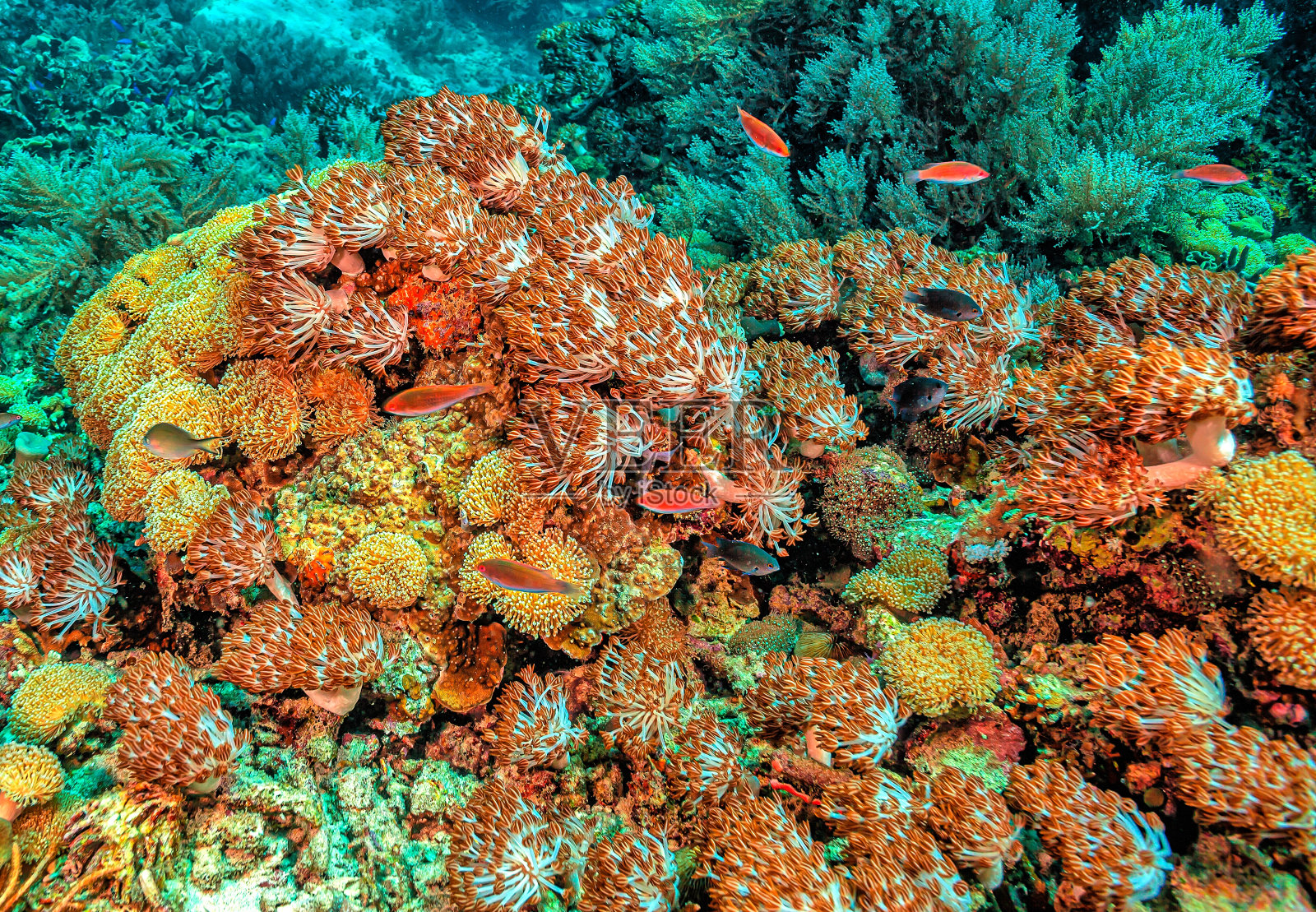 南太平洋珊瑚礁照片摄影图片