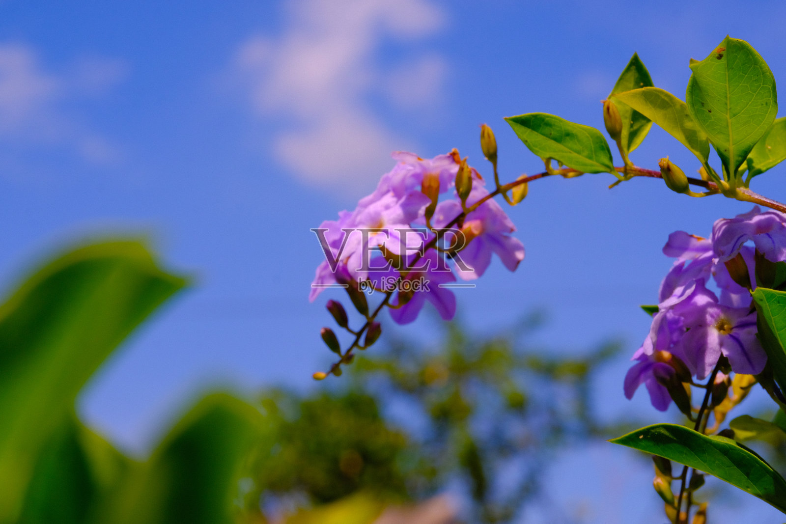 紫藤花(Wisteria sinensis)正在开花照片摄影图片