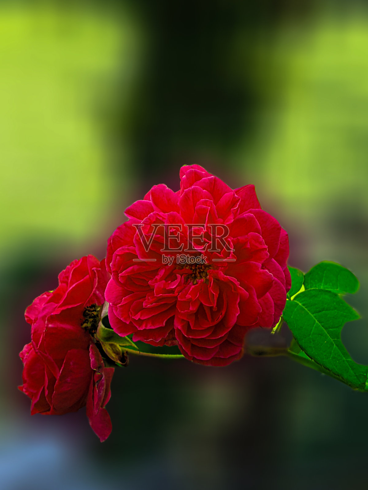 红玫瑰照片摄影图片