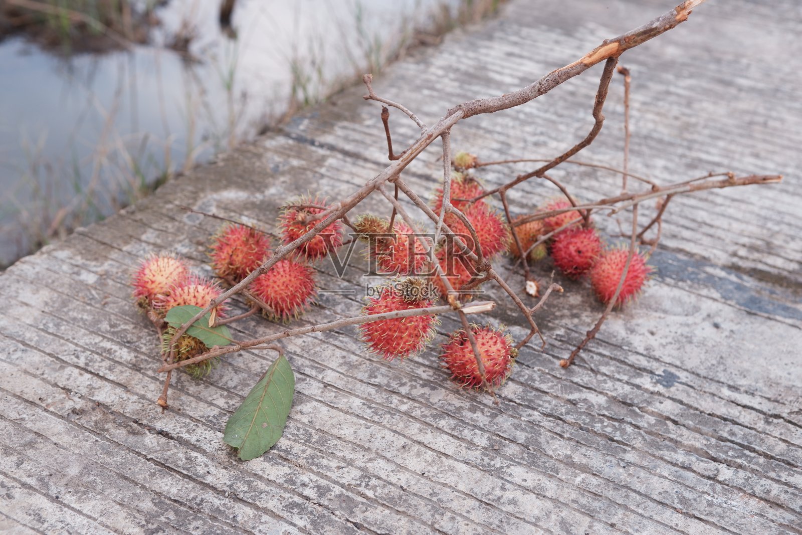 红毛丹果照片摄影图片