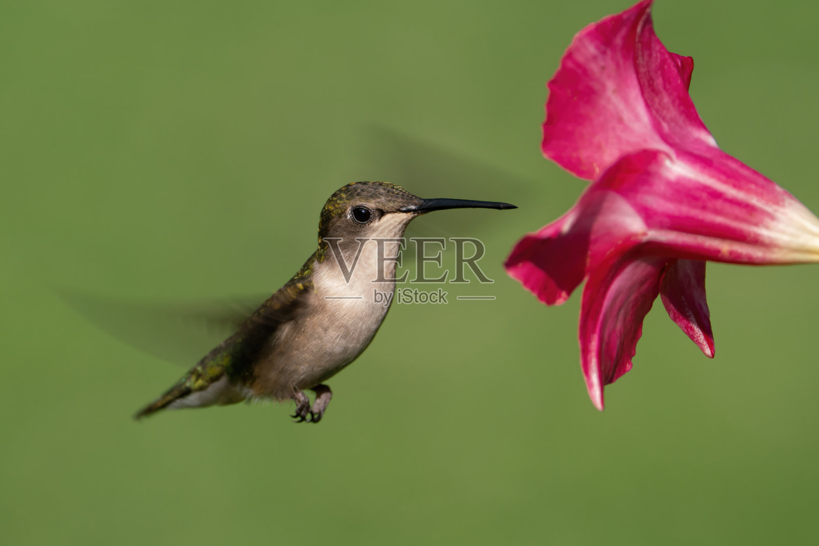 一只红宝石喉的蜂鸟正在采集曼德拉花的花蜜照片摄影图片