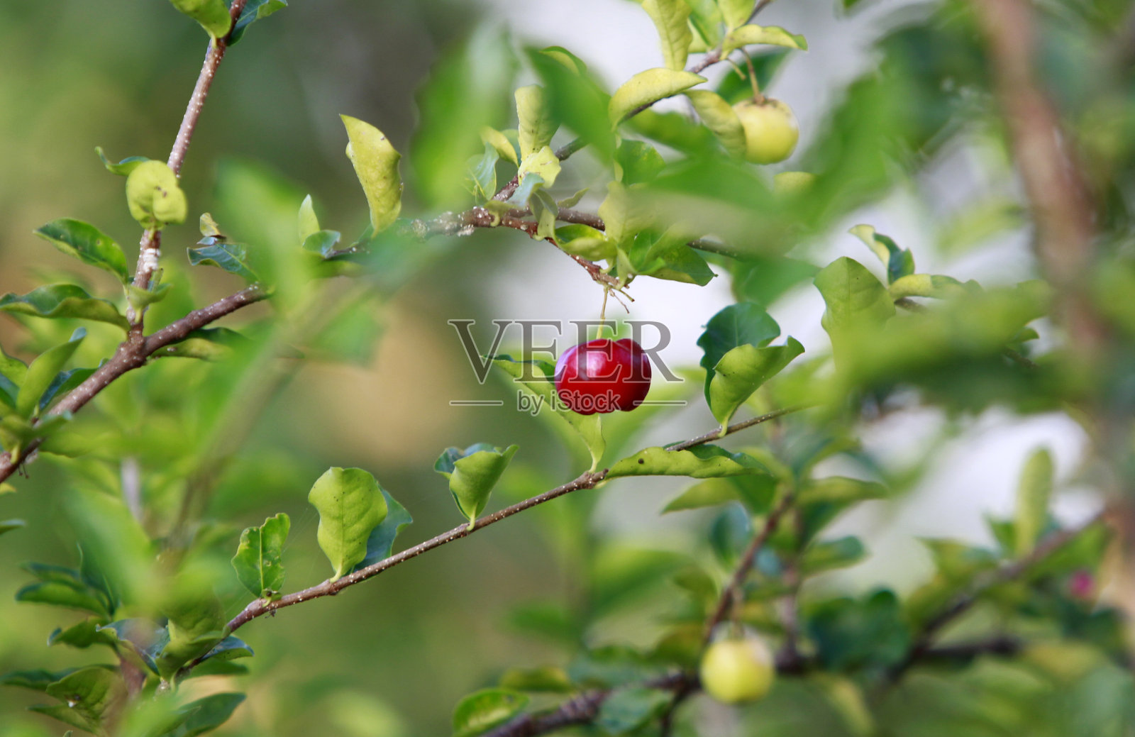 我住在巴伊亚照片摄影图片