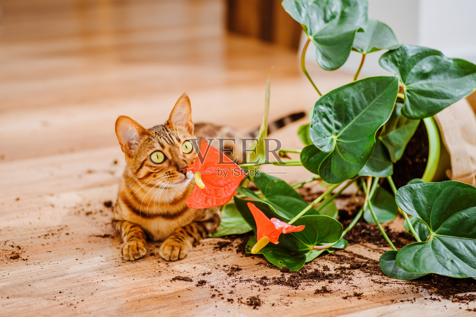好奇的孟加拉猫和一个带装饰植物的破罐子。国内的孟加拉猫品种下降和打破花盆看起来有罪。猫把花弄坏了。宠物伤害的概念。前视图。照片摄影图片