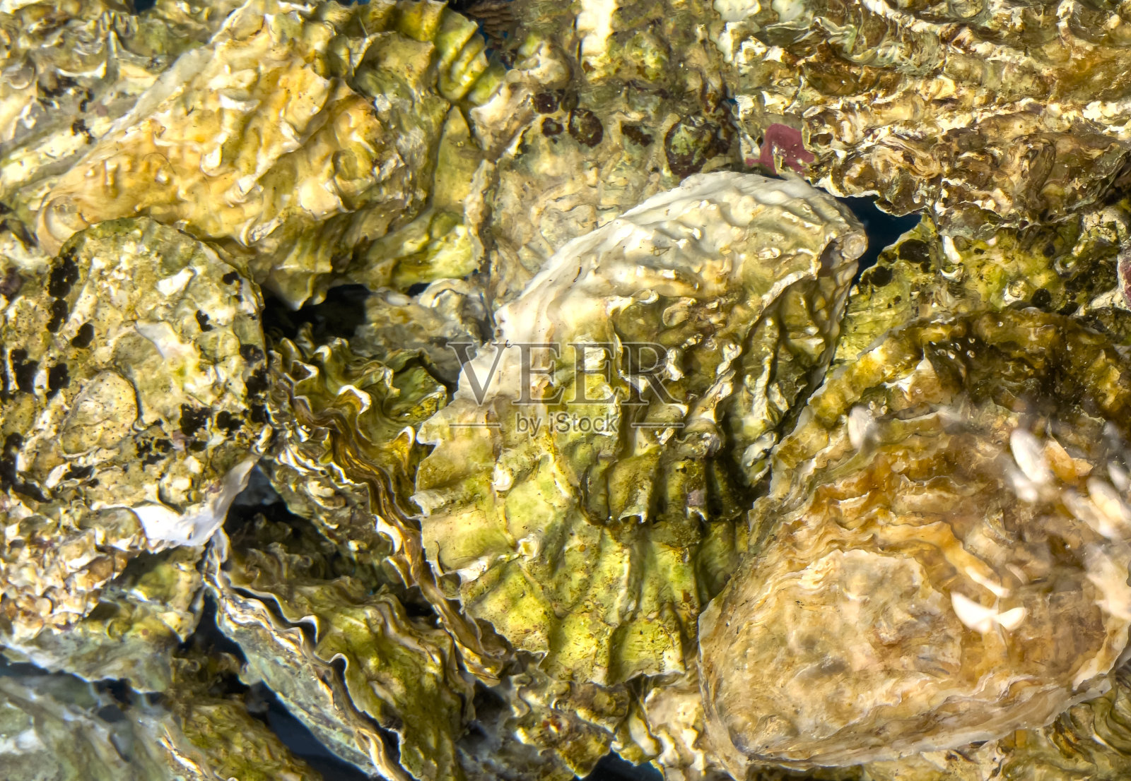 新鲜牡蛎壳照片摄影图片