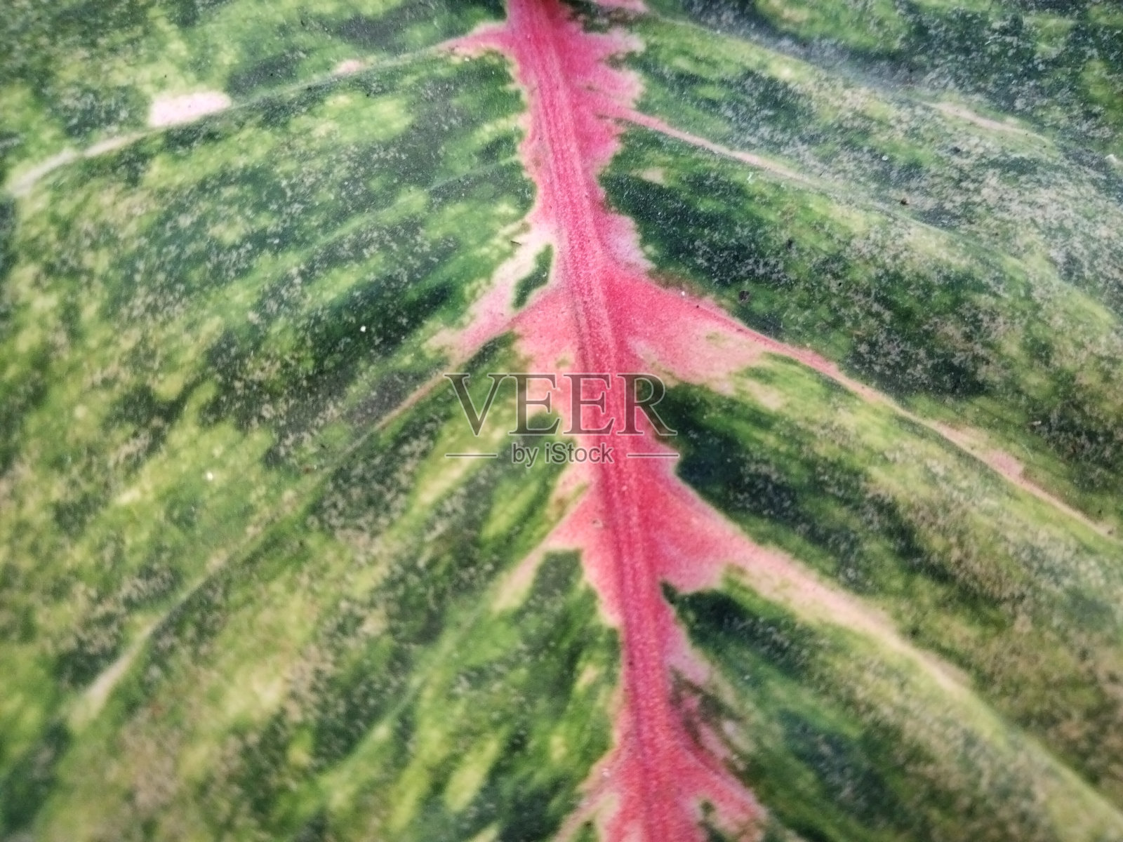 叶子的纹理照片摄影图片