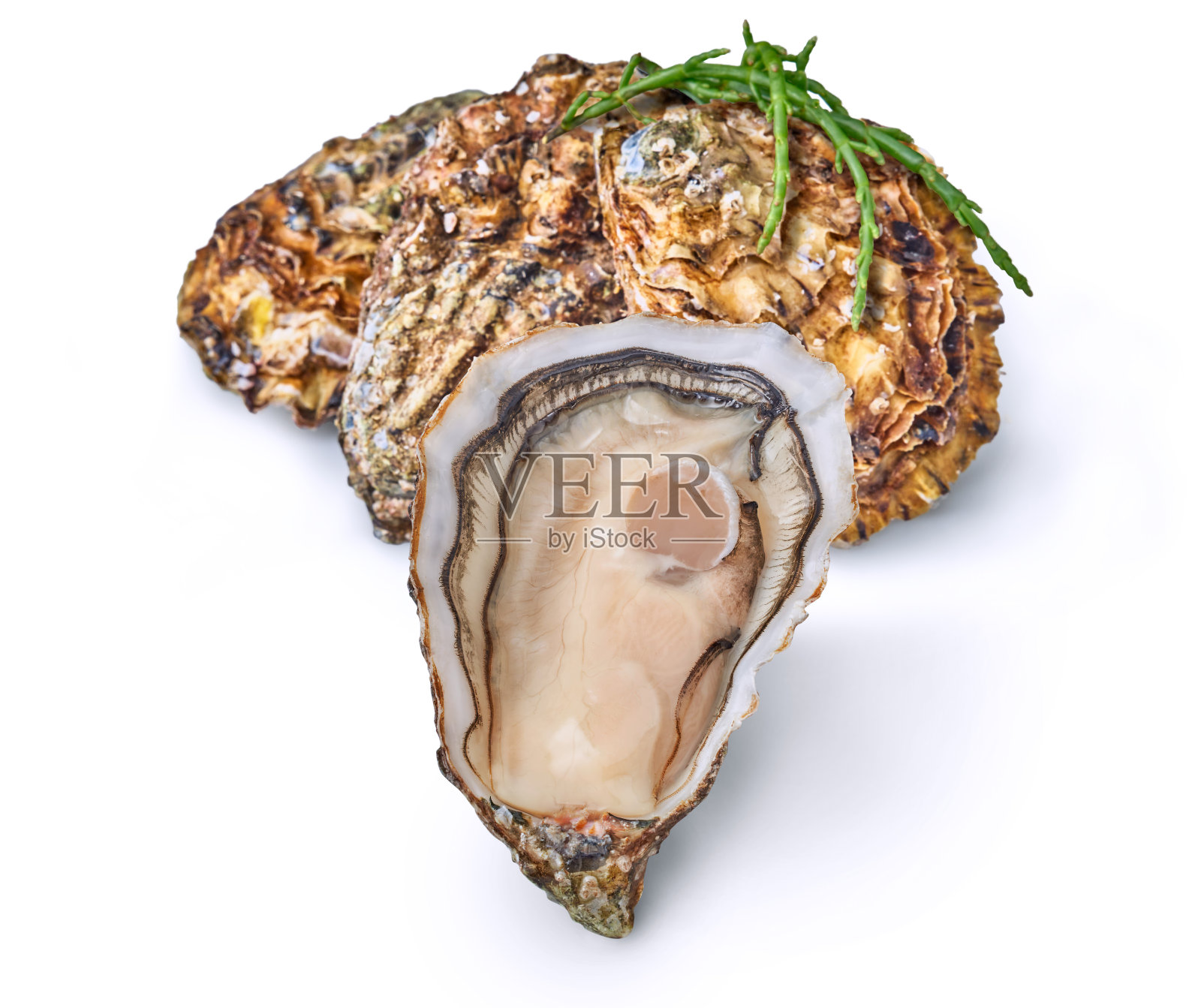 打开新鲜的生蚝蛤蜊隔离，随时可以吃照片摄影图片