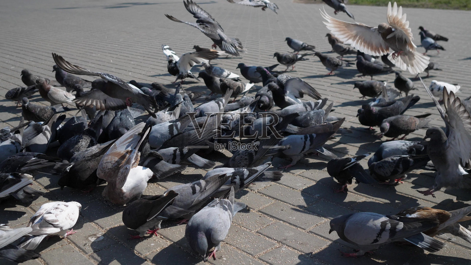 夏天，城市里的鸽子在人行道上吃谷子照片摄影图片