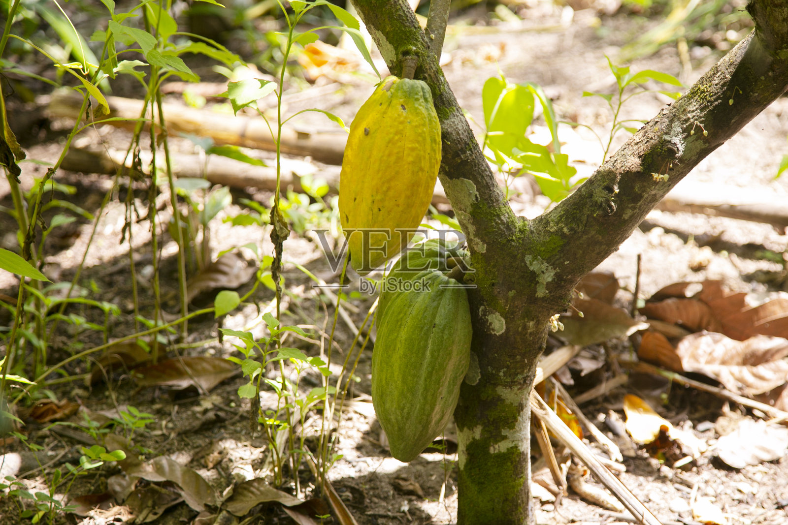 在塔拉波托市附近的圣Martín地区的秘鲁丛林中，一个有机可可种植园的可可荚的细节。照片摄影图片