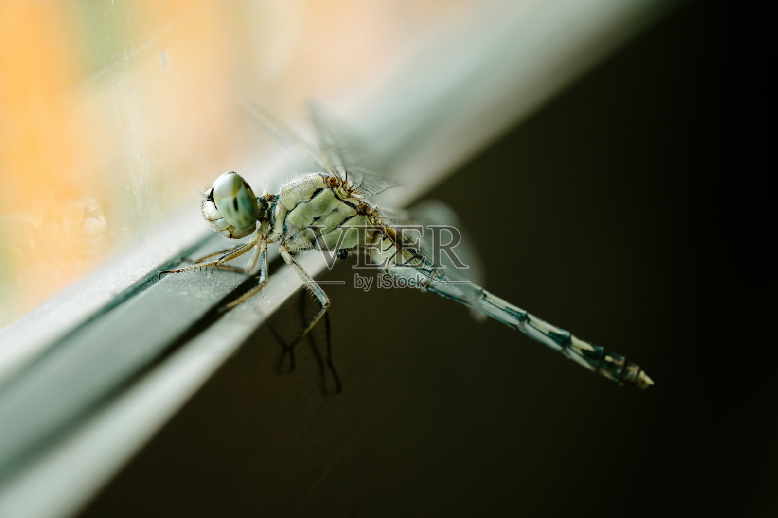 一只蜻蜓在窗边休息。照片摄影图片