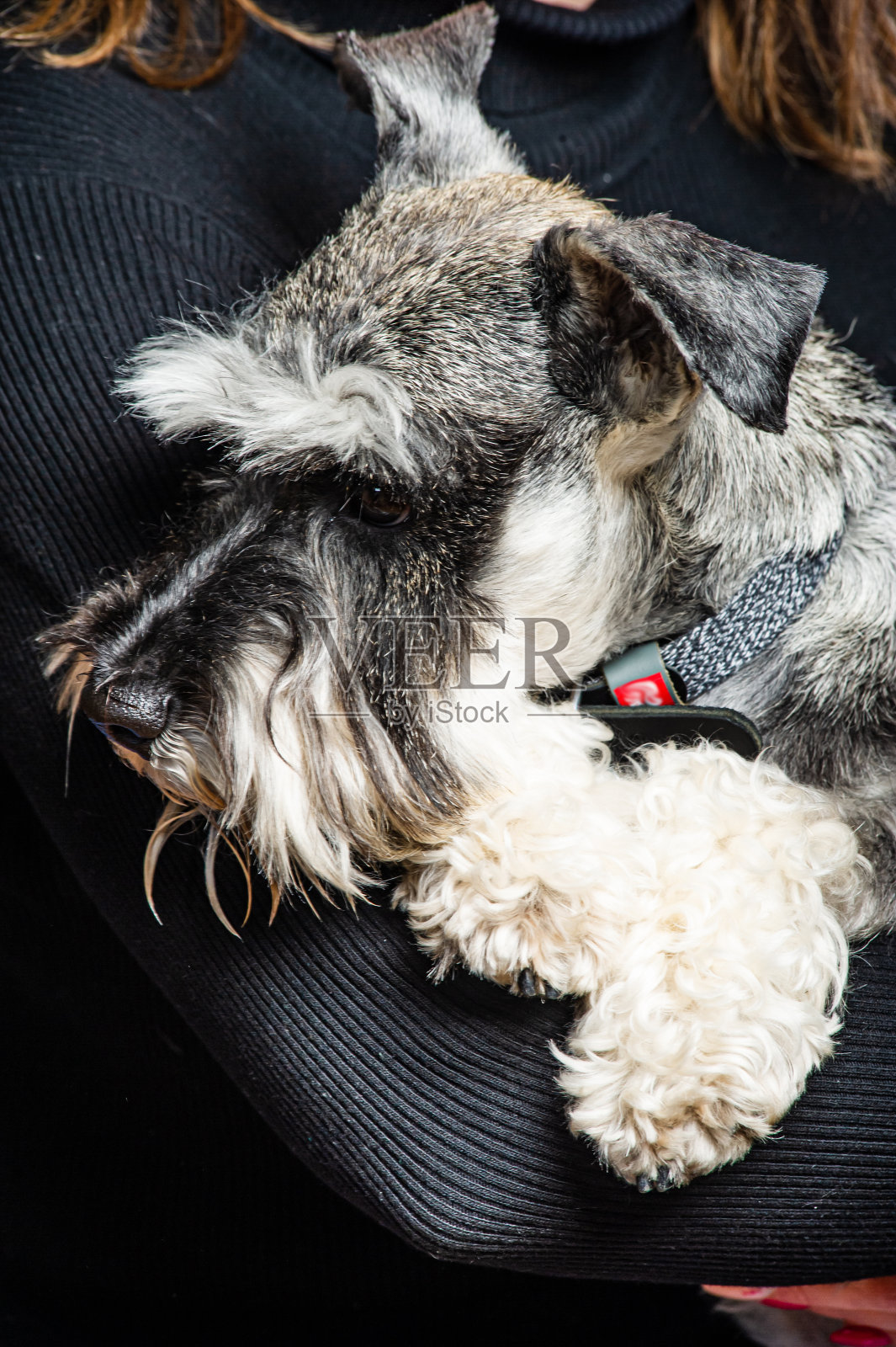 1岁的迷你雪纳瑞，站在工作室背景前。照片摄影图片