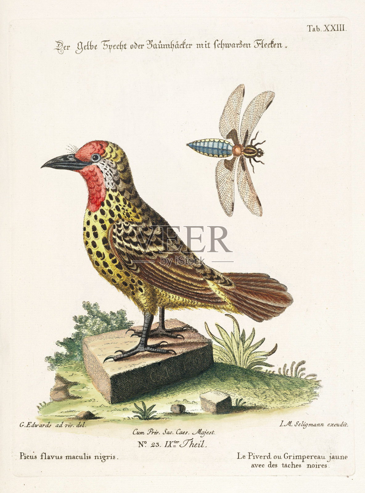 古董珍奇鸟插画插画图片素材