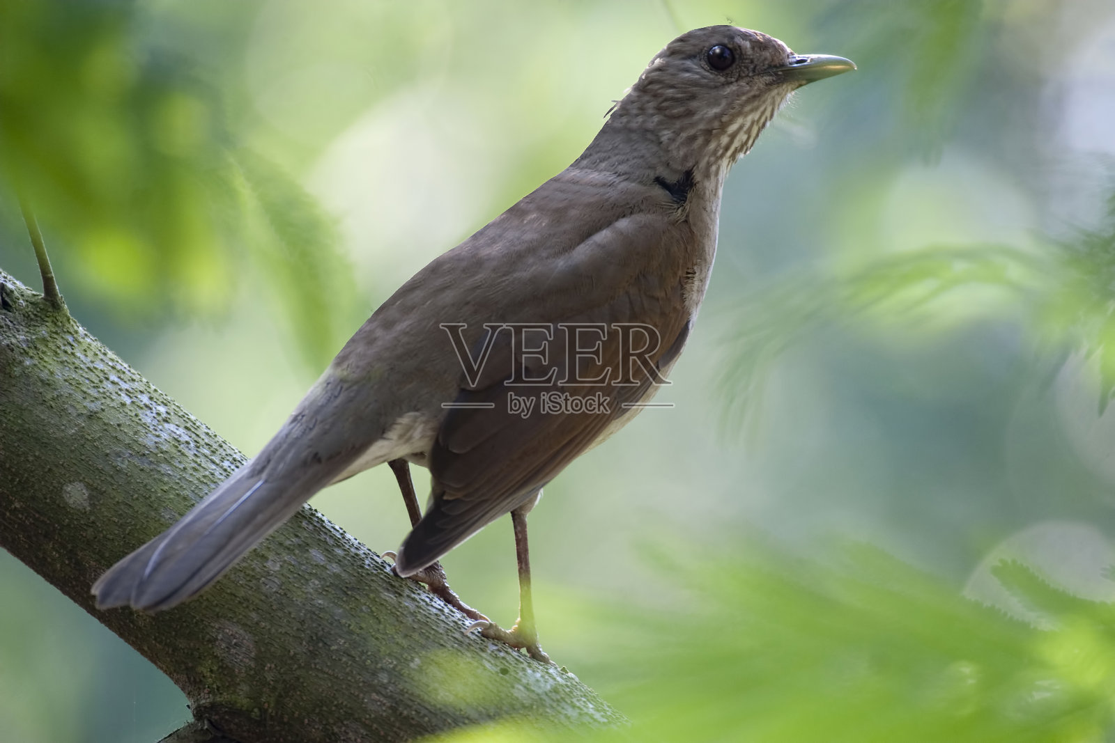 栖息在树上的白胸画眉照片摄影图片