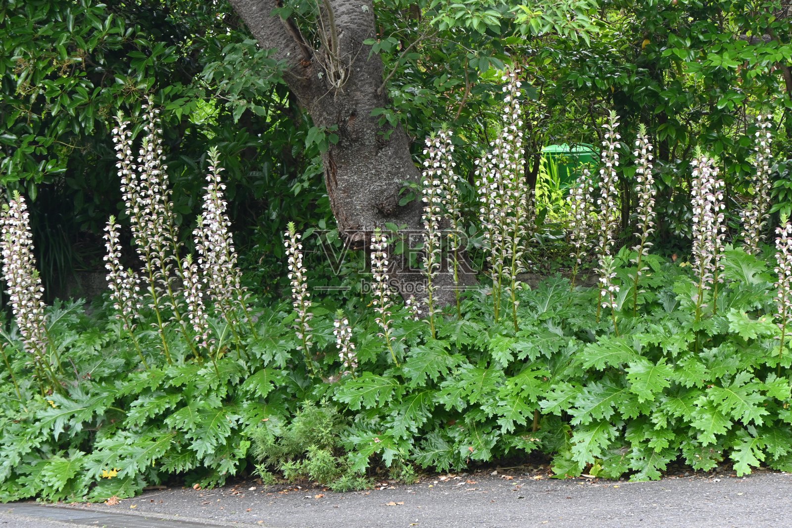 叶形装饰花。刺科常绿多年生植物，原产于地中海沿岸。照片摄影图片