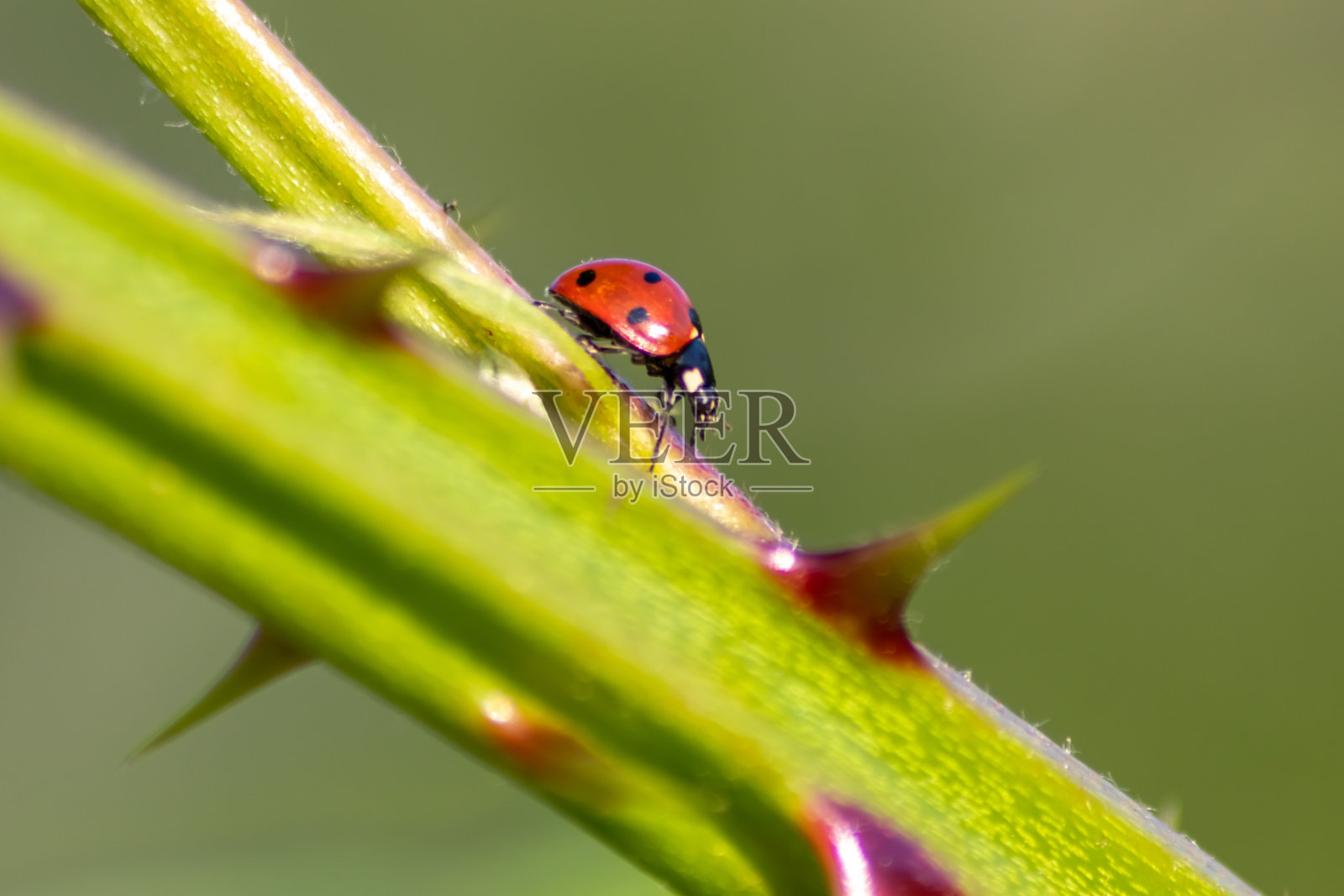 有益昆虫瓢虫红翅和黑点捕食植物虱作为生物害虫防治和天然杀虫剂，为有机农业与天敌减少农业农药照片摄影图片