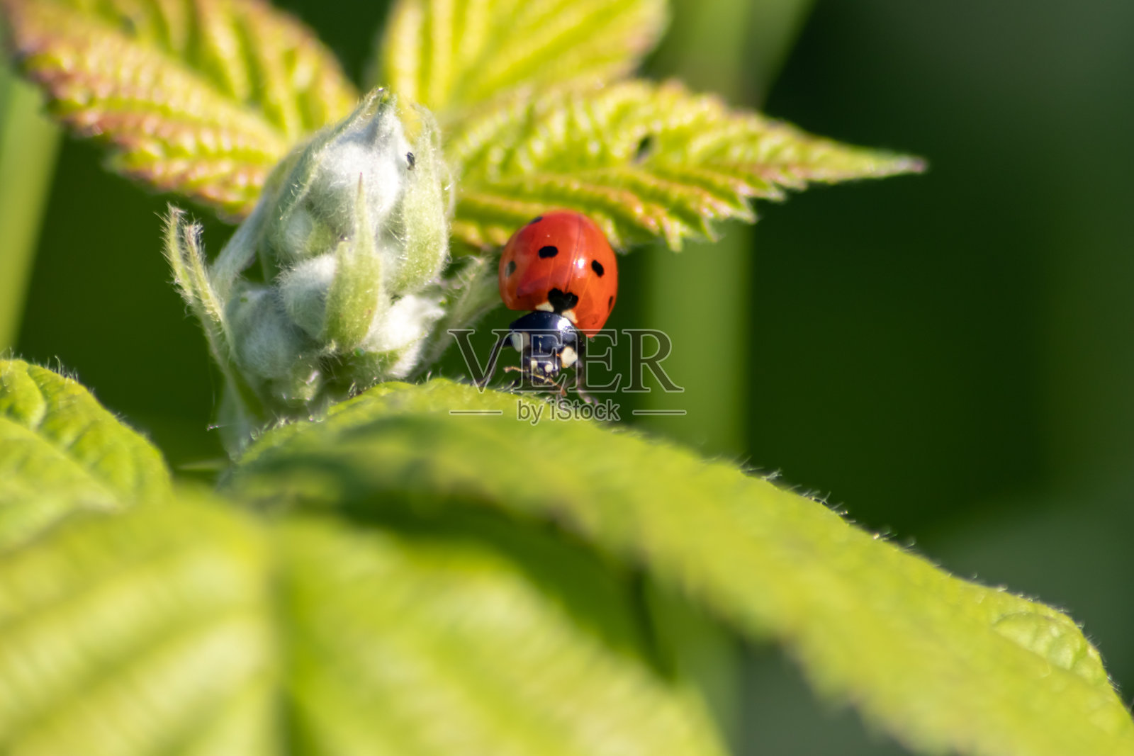 有益昆虫瓢虫红翅和黑点捕食植物虱作为生物害虫防治和天然杀虫剂，为有机农业与天敌减少农业农药照片摄影图片