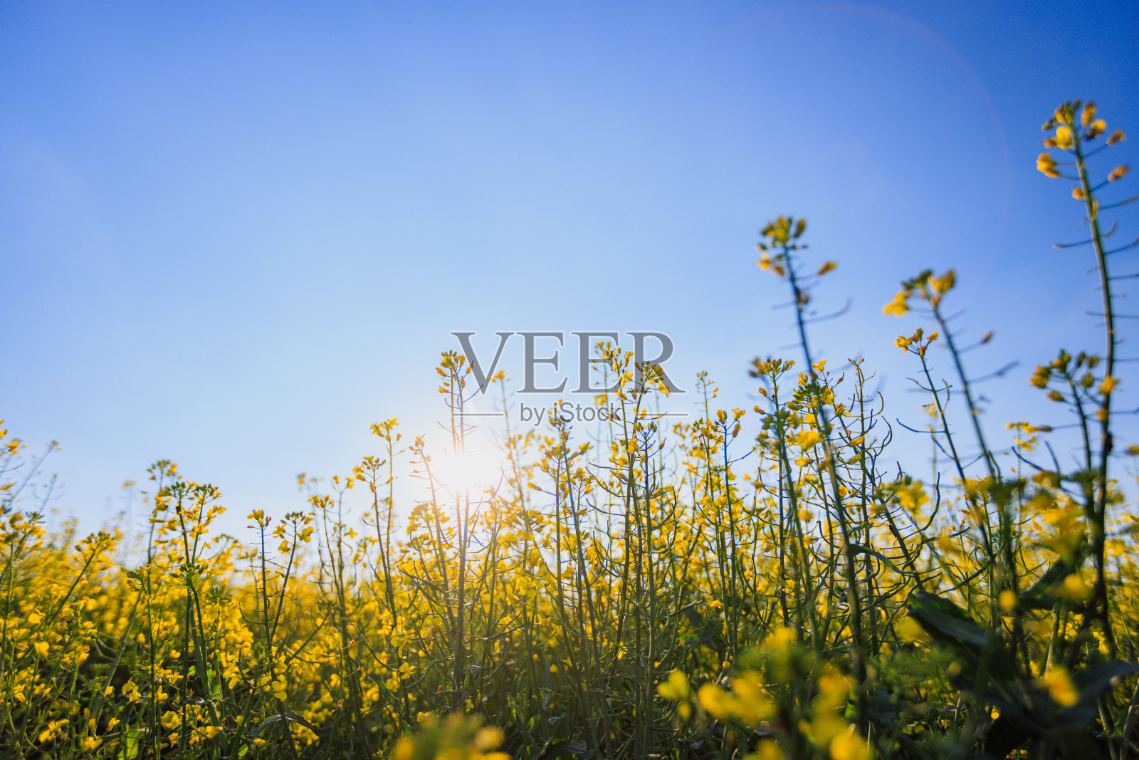 油菜籽生长在一个晴朗的晴天照片摄影图片