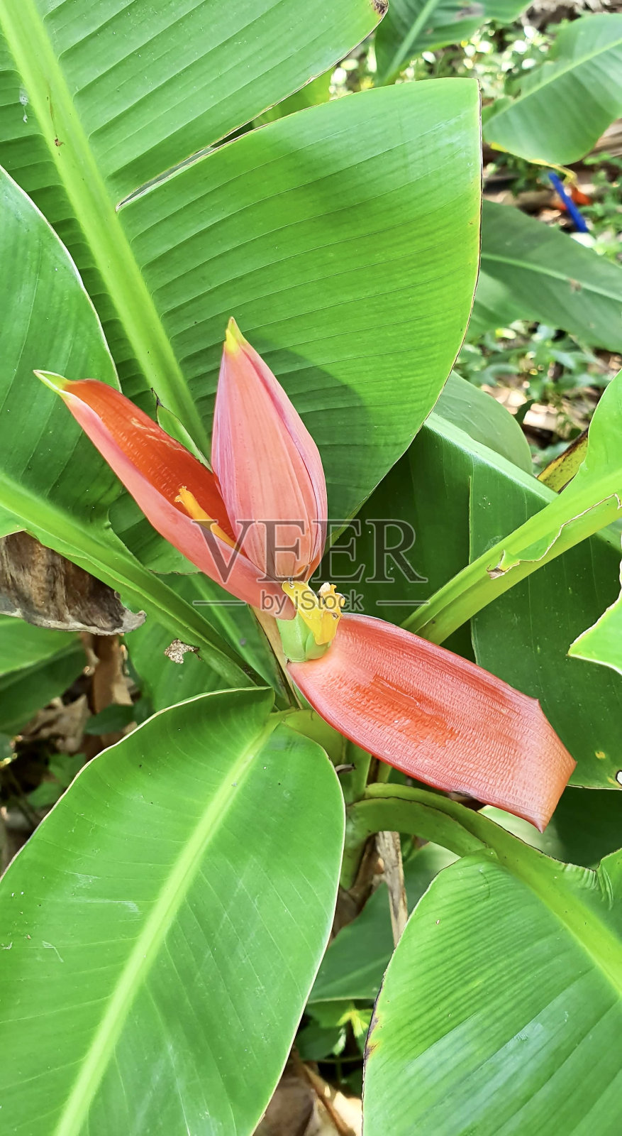 一张花的照片，红色的中心被绿色的叶子包围，有一朵红色的花生长在绿色的植物上照片摄影图片