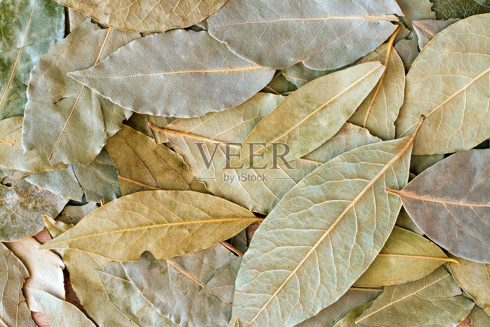 香喷喷的月桂叶。月桂叶的质地。照片摄影图片