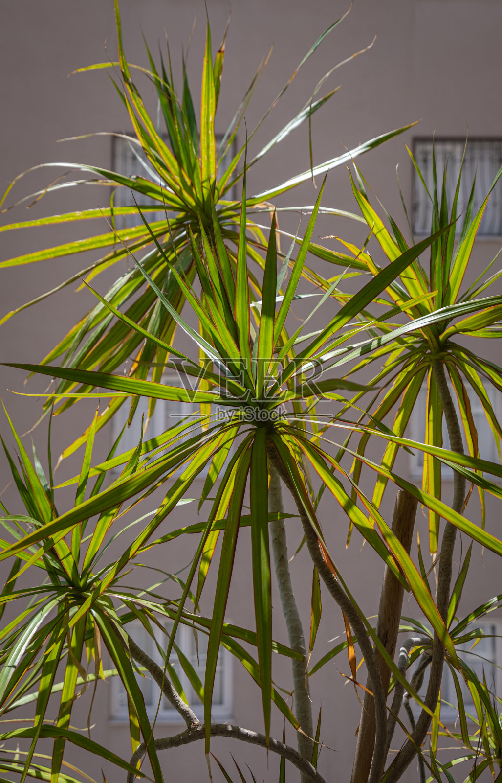 龙珠属植物长在房子的阳台上照片摄影图片