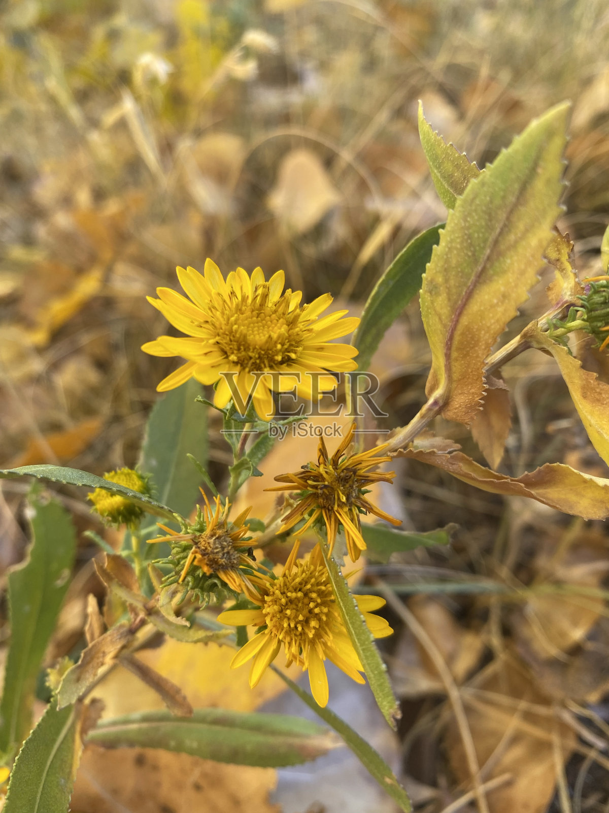 最后的野花照片摄影图片