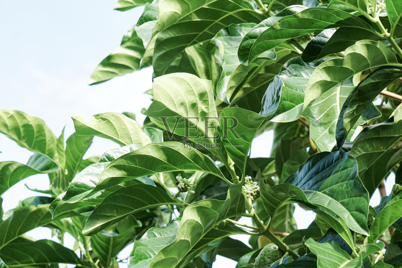 诺丽果树照片摄影图片