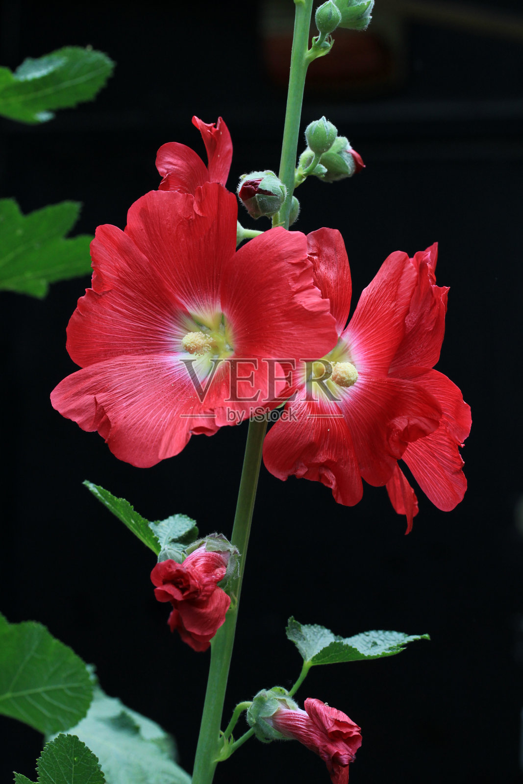棉花糖花(Althaea officinalis)是一种有益健康的植物。照片摄影图片