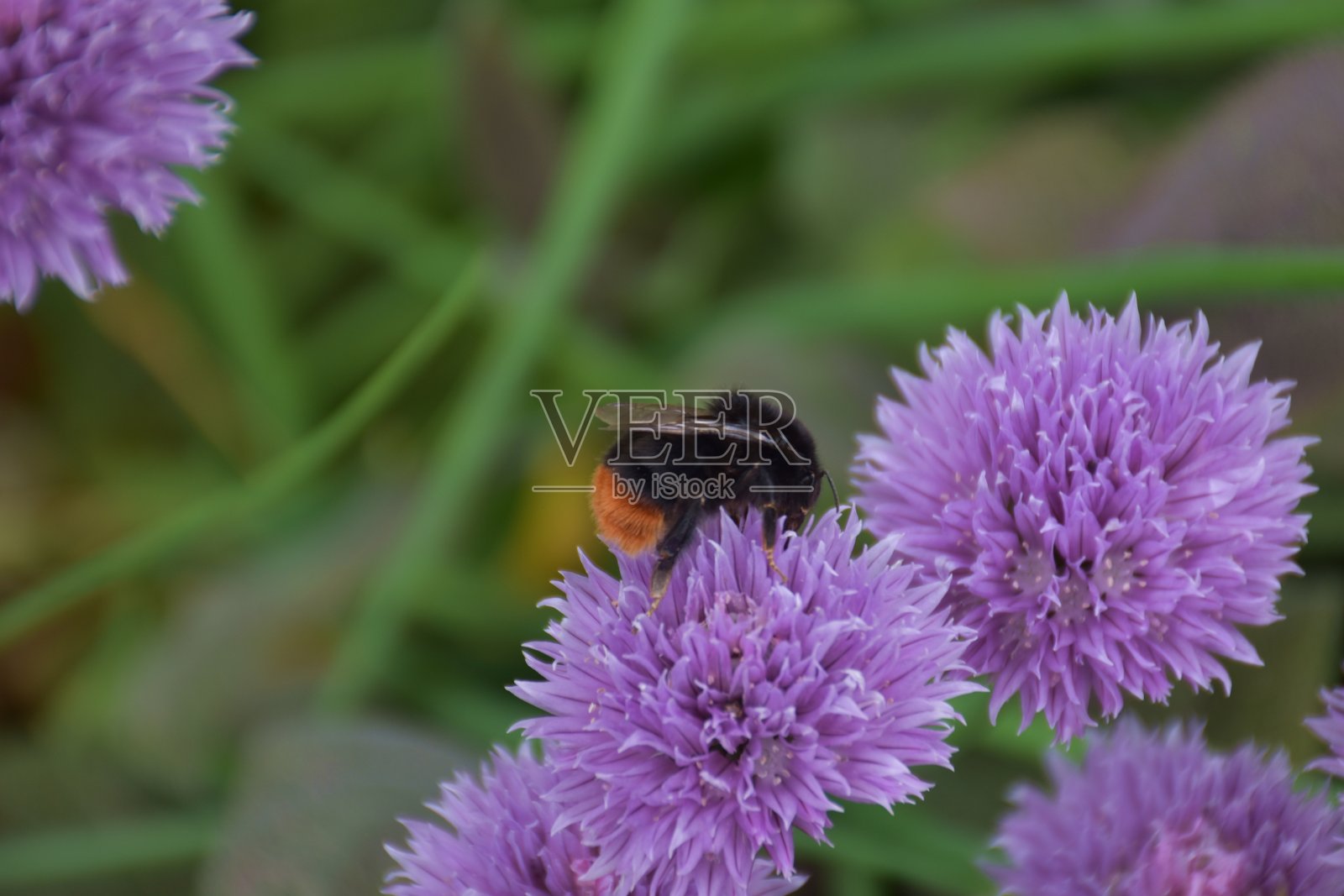 大葱照片摄影图片