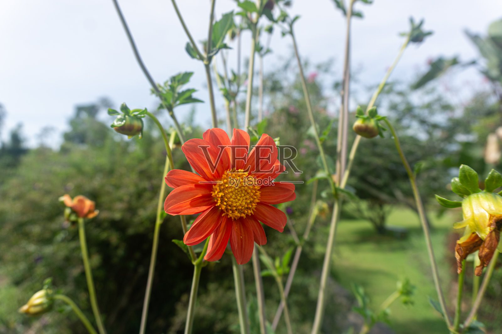 墨西哥的向日葵照片摄影图片