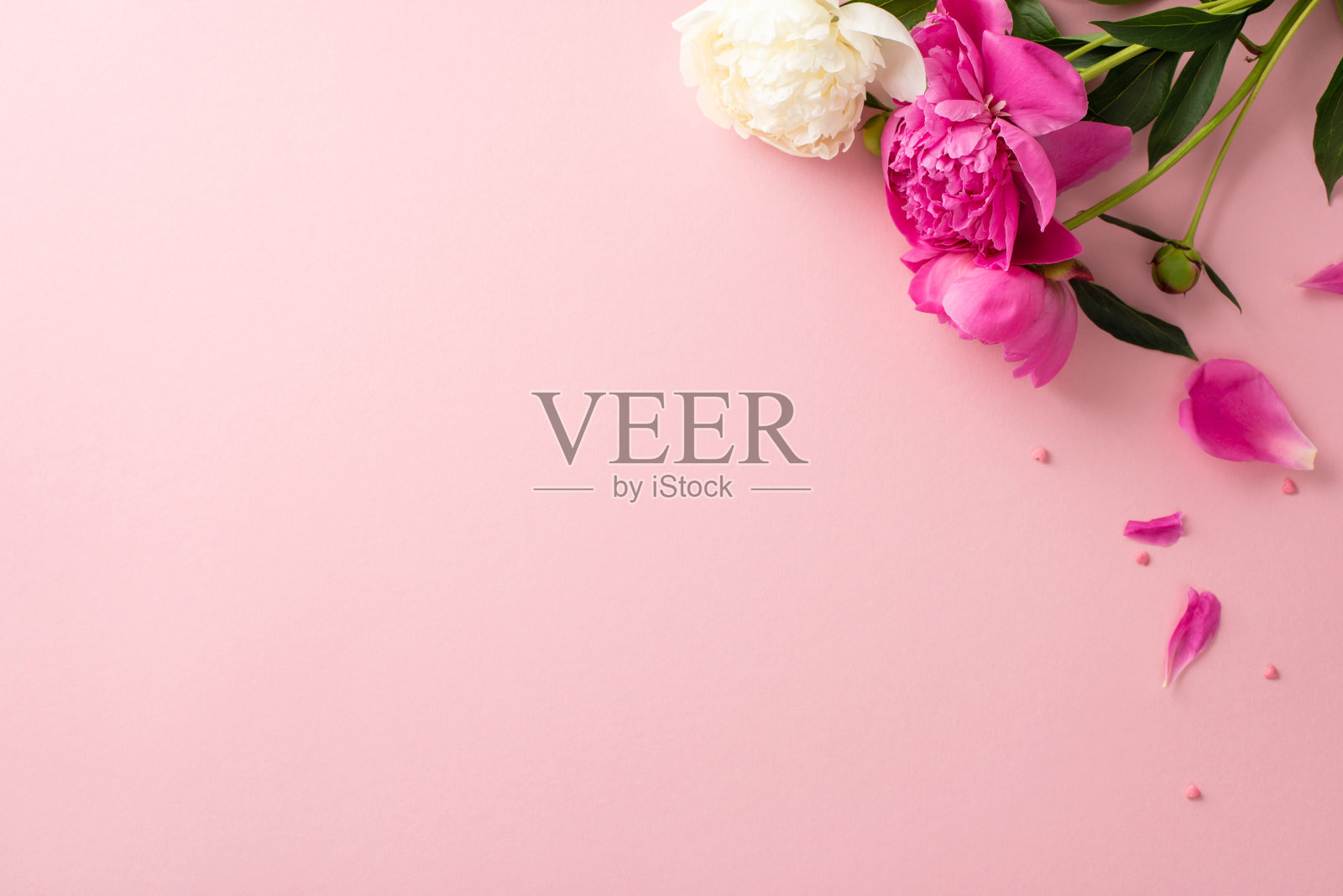 牡丹之美的概念。高角度的照片，空白的空间与明亮的粉红色和白色的牡丹花，花瓣和花蕾与小碎纸心在孤立的粉彩粉色背景与复制空间照片摄影图片