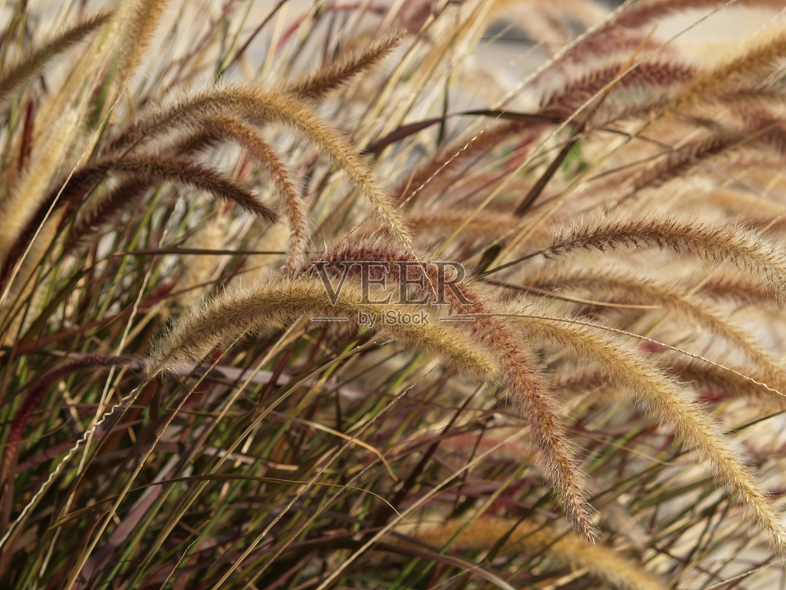 长长的野草填充框，曲线优美照片摄影图片