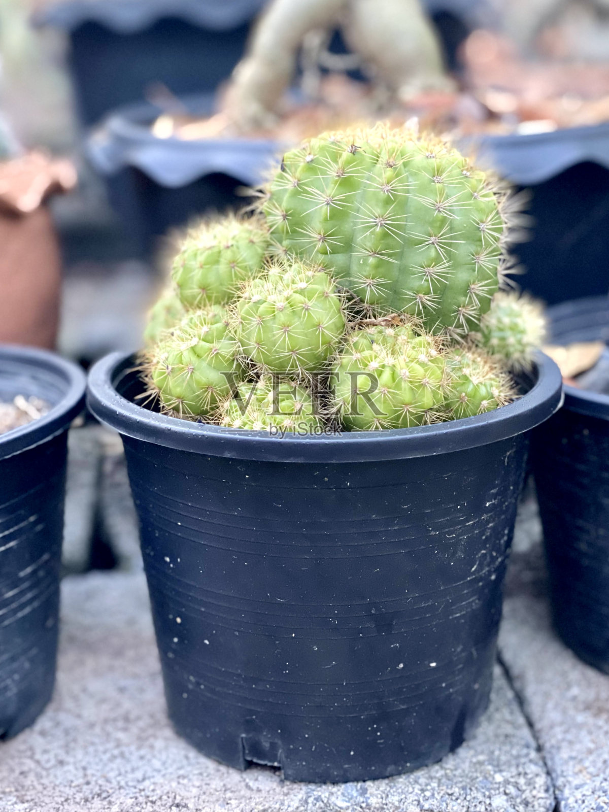 一组盆栽仙人掌植物的照片放在一张桌子上，有许多盆栽植物坐在地上照片摄影图片