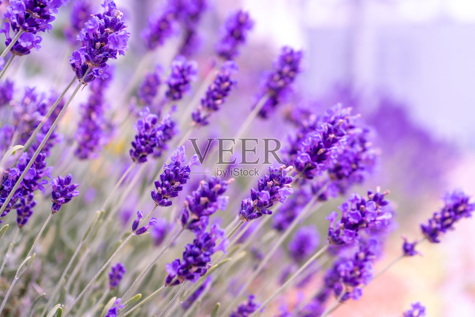 紫色薰衣草花。田野里的花。自然背景。在花园里种一种芳香的植物。夏季花蜜植物。照片摄影图片