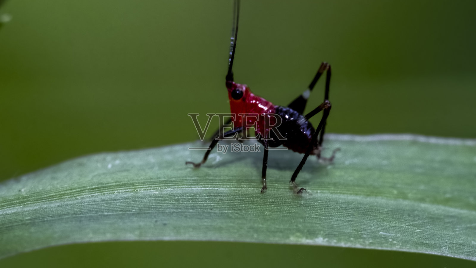 红跳鸟(Conocephalus melanus)栖息在一片绿叶上。有选择性的重点。照片摄影图片