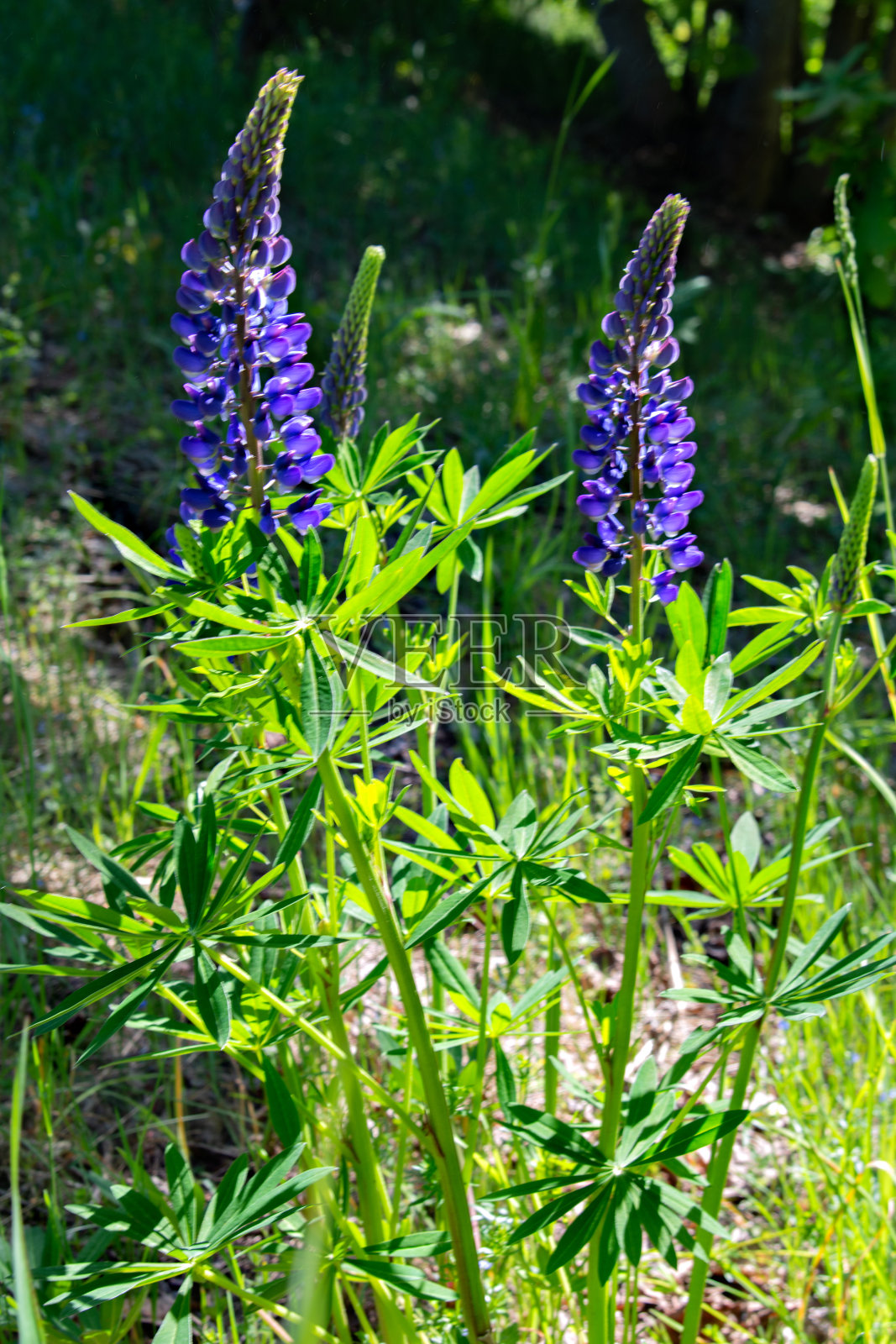 草地上的花以绿草为背景。有选择性的重点照片摄影图片