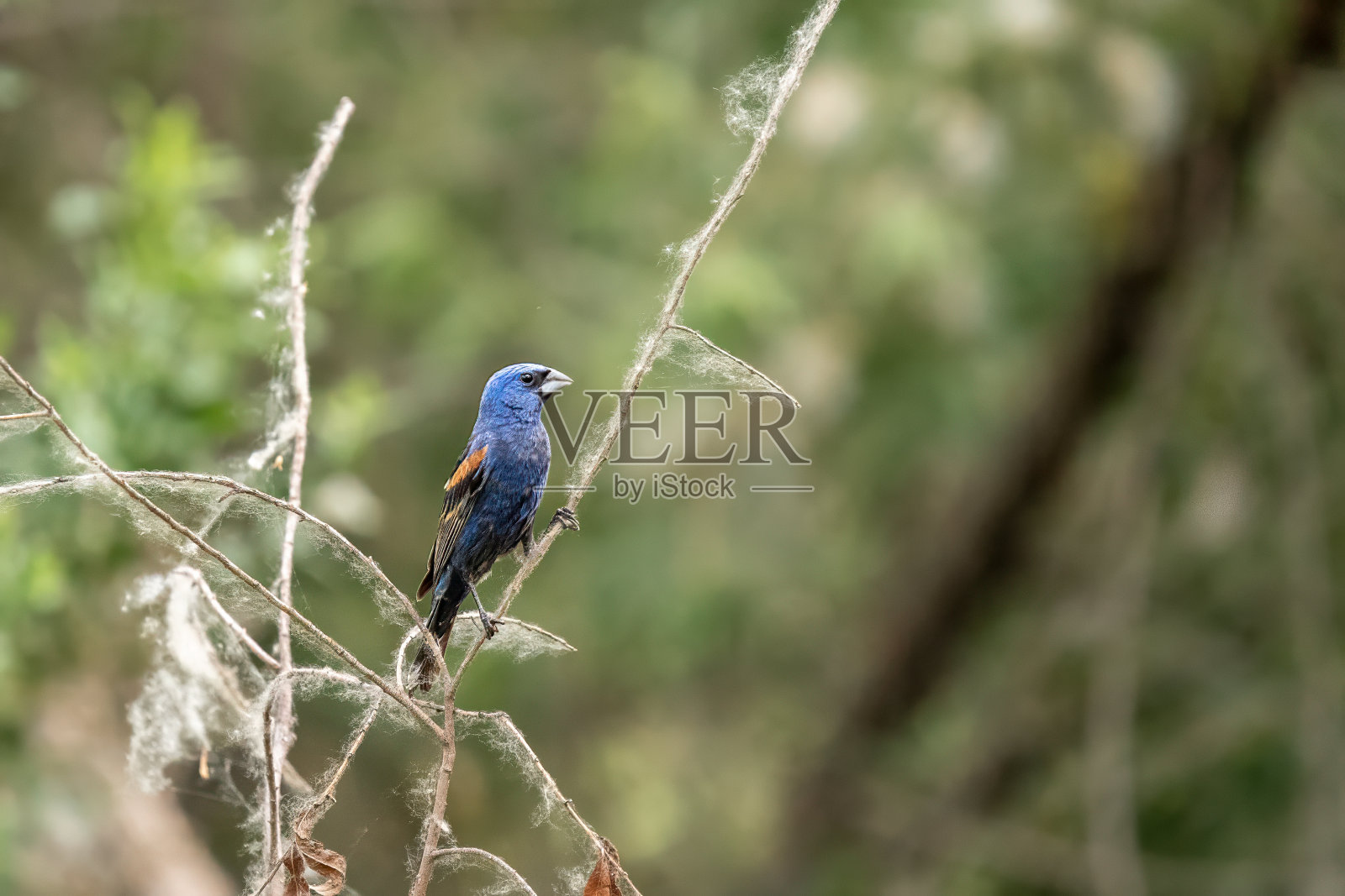 栖息在树枝上的蓝色长喙鸟照片摄影图片