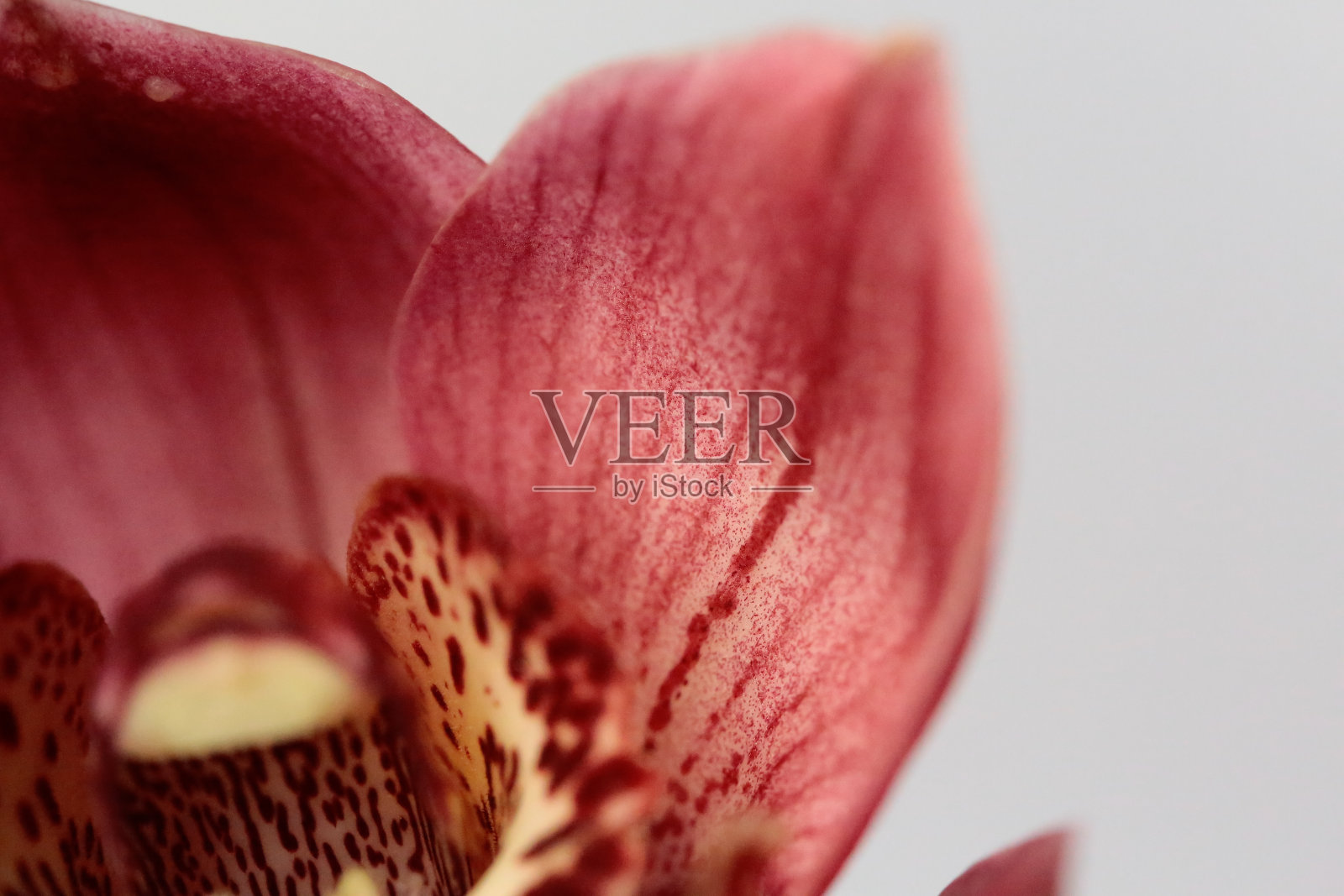 兰花-特写照片摄影图片