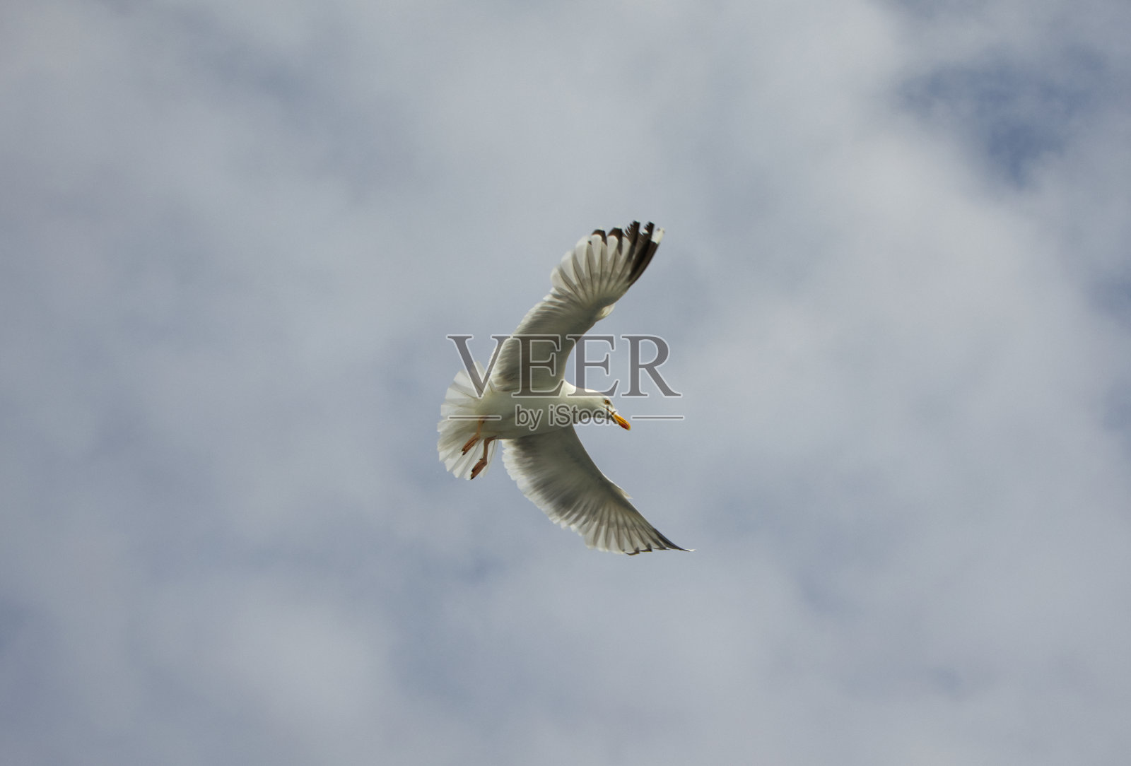 海鸥在斯科莫岛飞行照片摄影图片