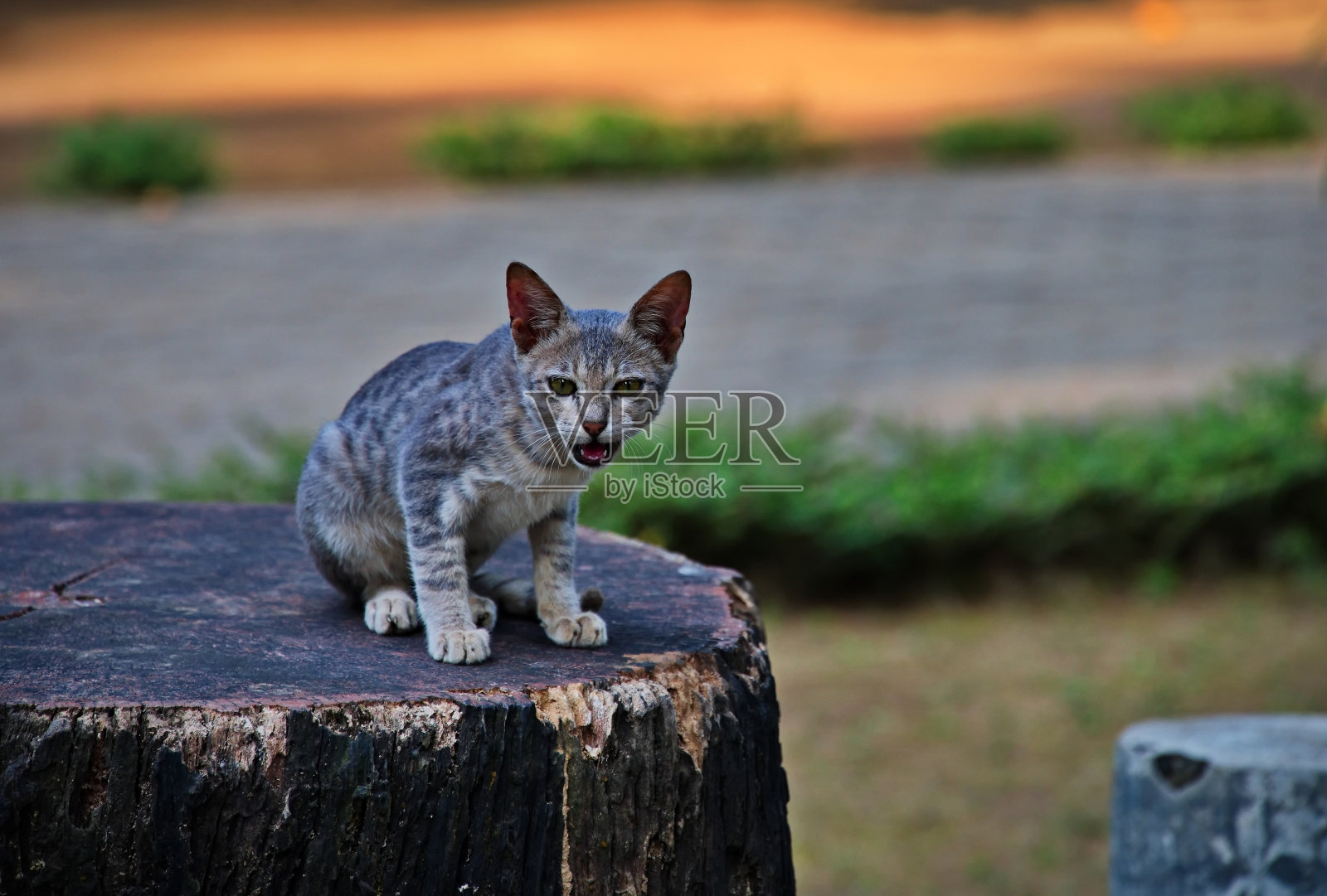 可爱的小猫坐在圆木上照片摄影图片