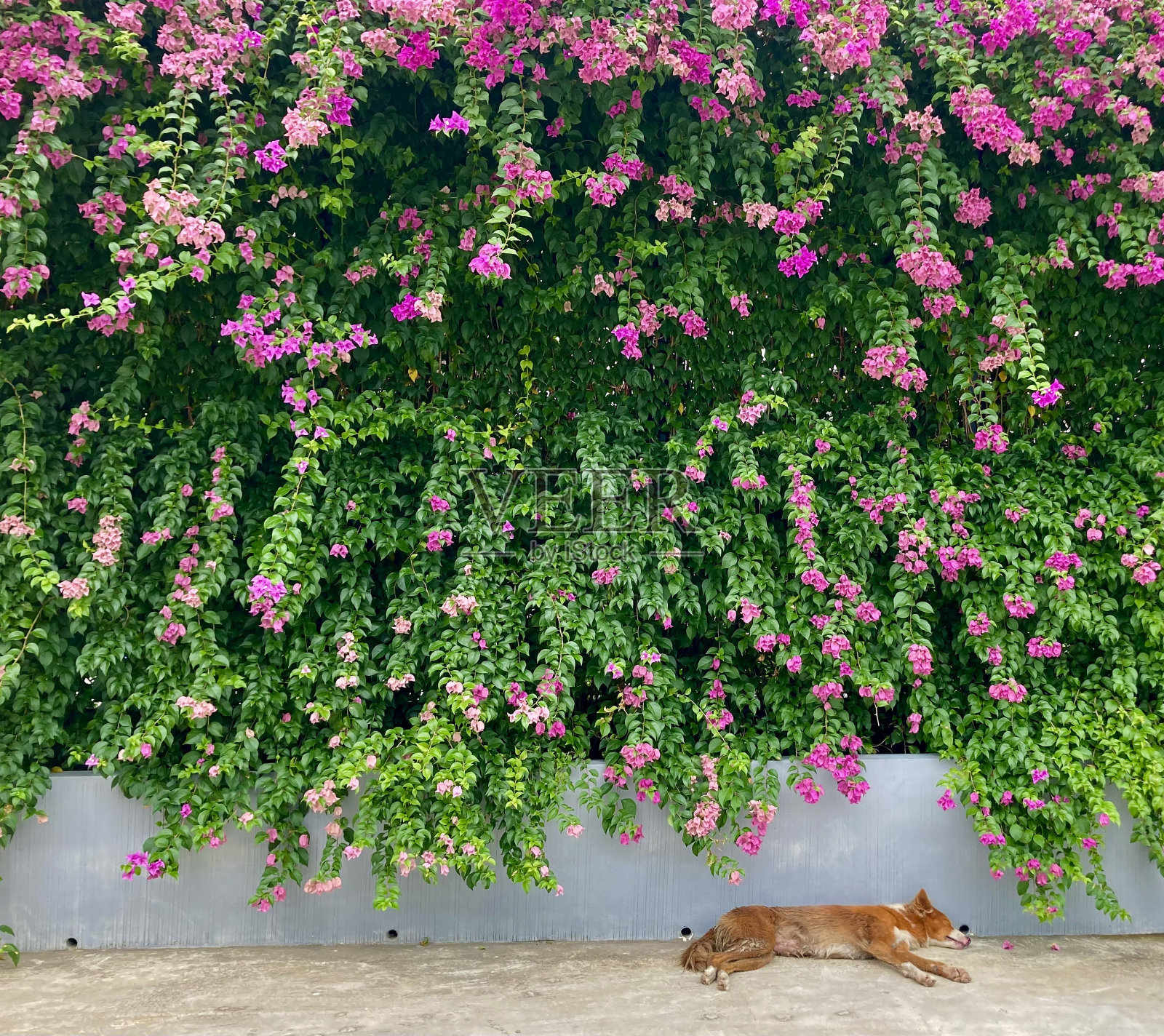 睡在花下照片摄影图片